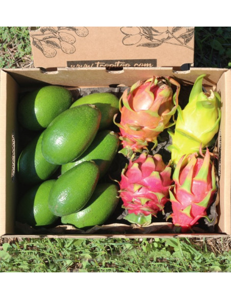 Avocado, glatte Haut und Drachenfrucht