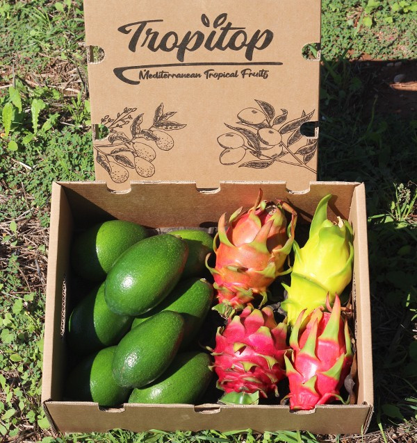 Avocado, glatte Haut und Drachenfrucht