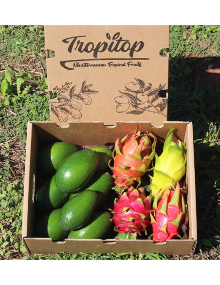 Avocado, glatte Haut und Drachenfrucht