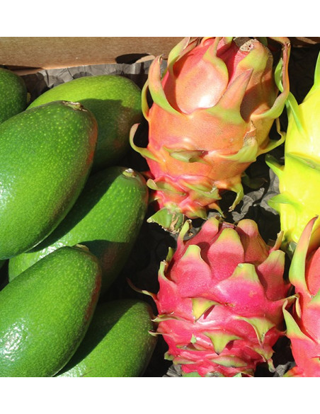 Avocado, glatte Haut und Drachenfrucht