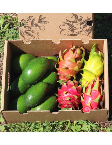 Avocado, glatte Haut und Drachenfrucht