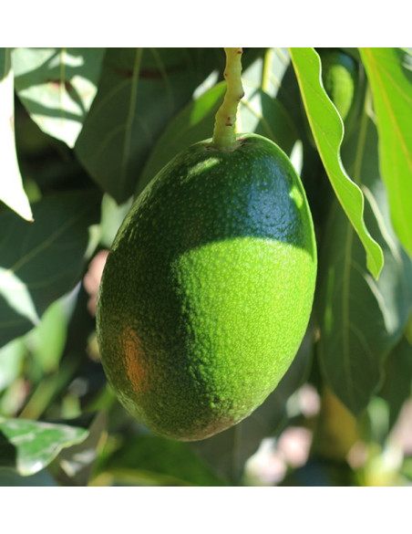 Avocado, glatte Haut und Drachenfrucht