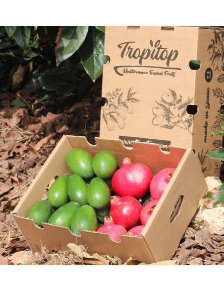 Romãs e abacates Tropitop