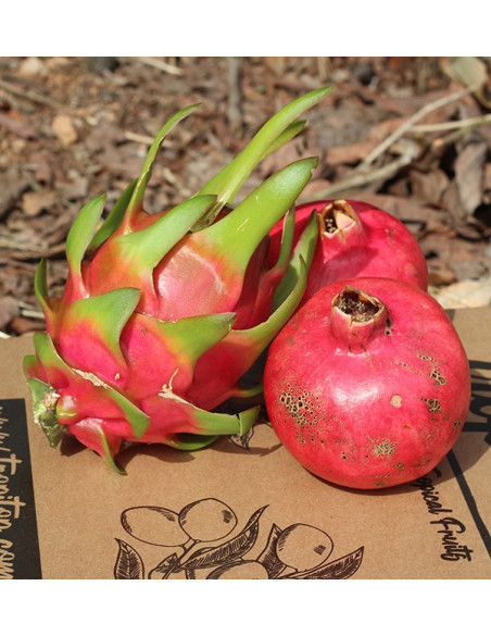 Buy pomegranates and pitahayas online at Tropitop