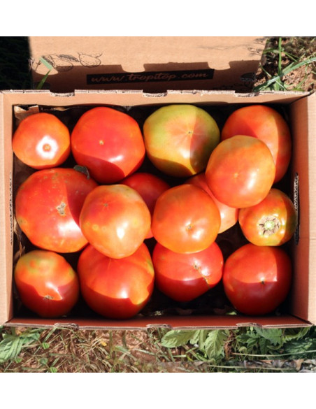 Compre Tomates Online - Tomates Frescos Saborosos e de Qualidade