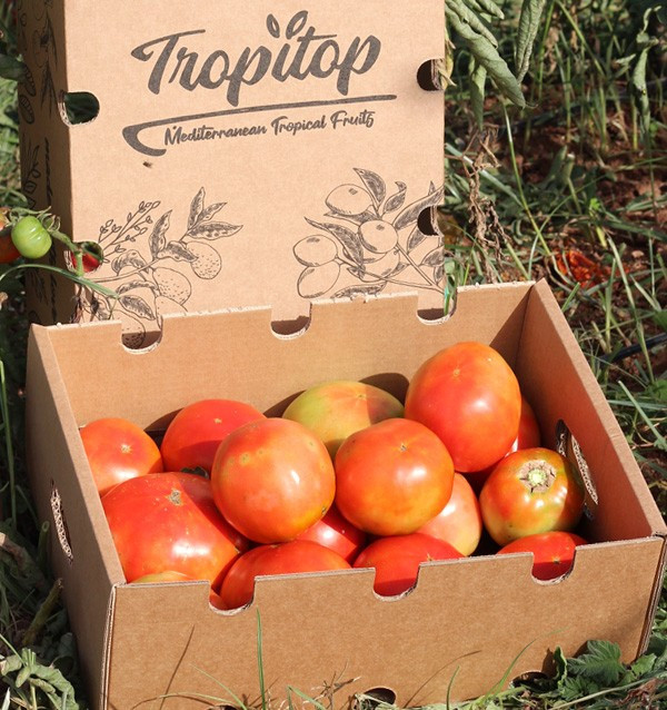 Kaufen Sie Tomaten Online - Schmackhafte und Qualitative Frische Tomaten