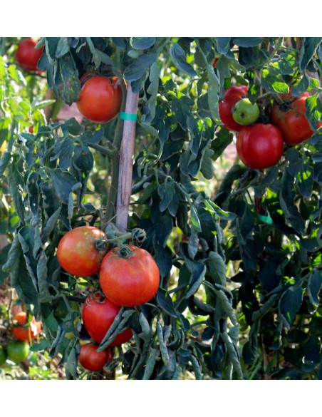 Compre Tomates Online - Tomates Frescos Saborosos e de Qualidade