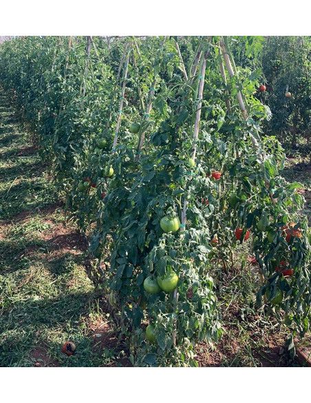 Compra Pomodori Online - Pomodori Freschi Gustosi e di Qualità