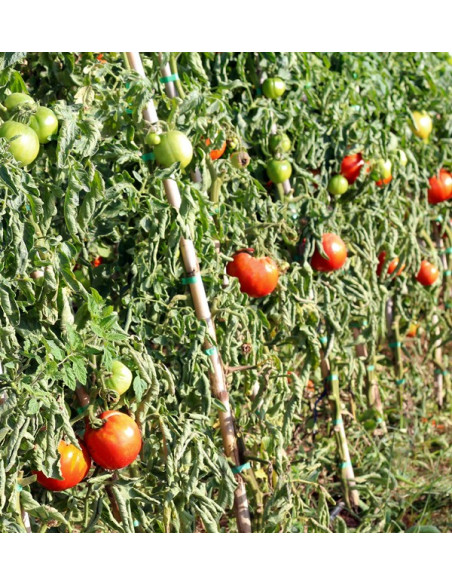 Achetez des Tomates en Ligne - Tomates Fraîches Savoureuses et de Qualité
