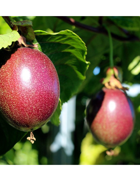 Comprar Fruta da Paixão (Maracujá) online