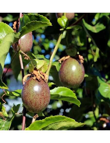 Comprar Fruta da Paixão (Maracujá) online