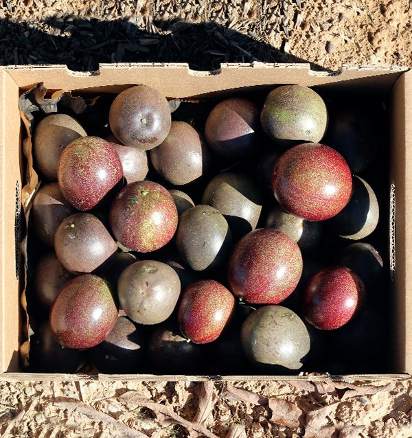Comprar Fruta da Paixão (Maracujá) online