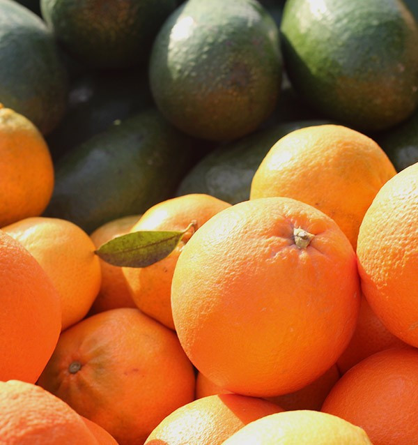 Avocados, orangen, mandarinen und zitronen