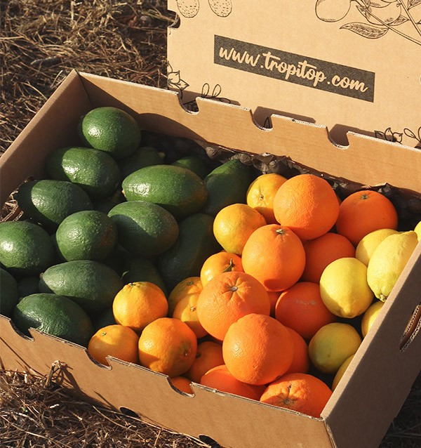 Avocados, orangen, mandarinen und zitronen 2