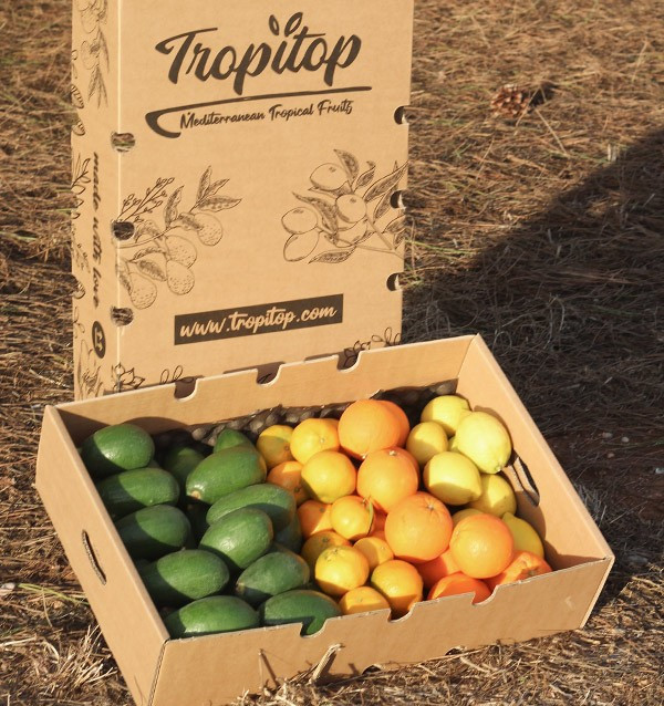 Avocados, orangen, mandarinen und zitronen