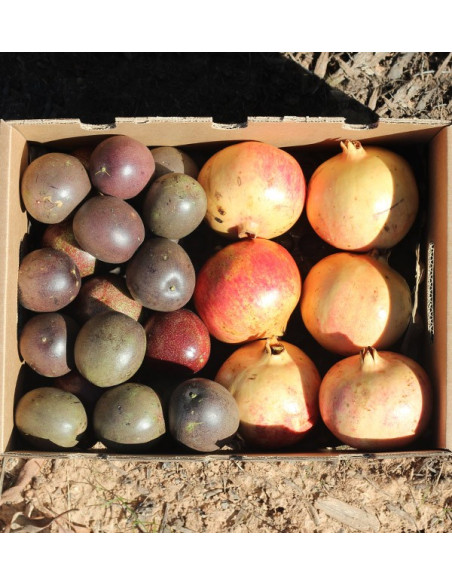 Comprare frutta della passione e melograni online su Tropitop