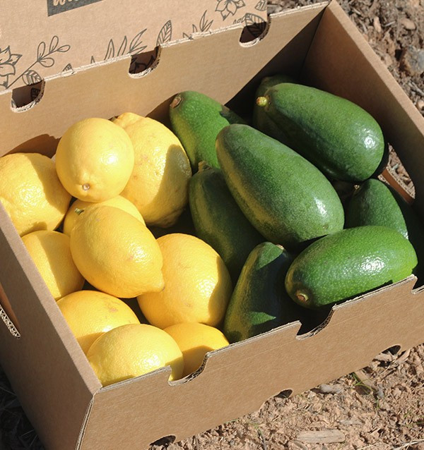 Buy mix avocados bacon and lemons