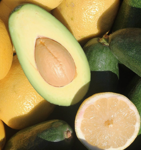 Comprar Aguacates Bacon y Limones Verna