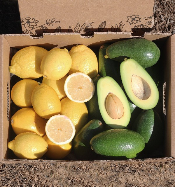 Buy mix avocados bacon and lemons