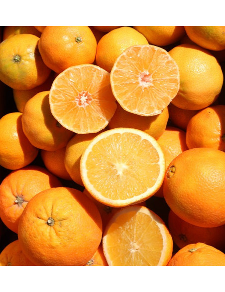 Naranjas valencianas y mandarinas clementinas directas del campo