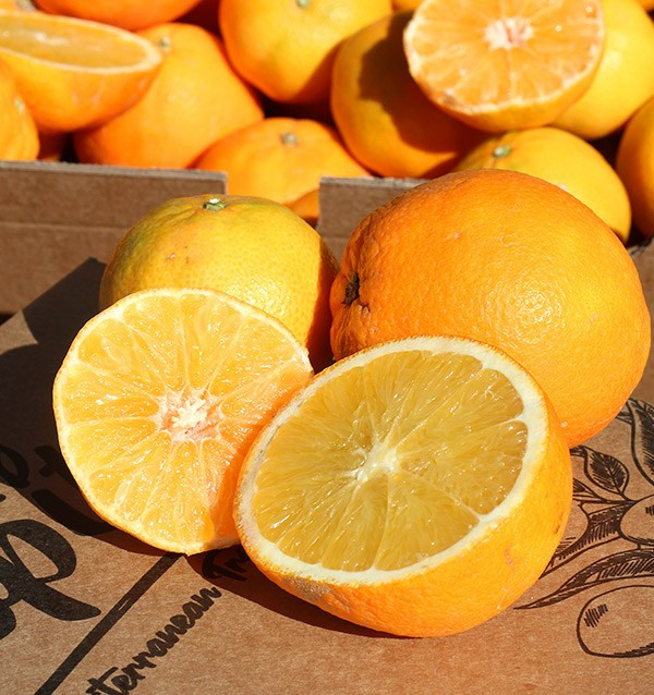 Buy clementines and oranges