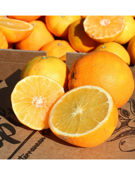 Naranjas valencianas y mandarinas clementinas directas del campo