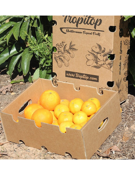 Compre clementinas e laranjas valencianas