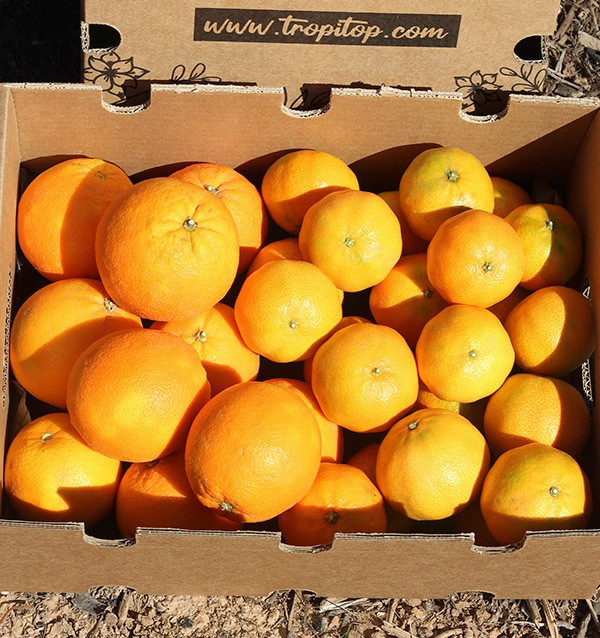 Buy clementines and oranges