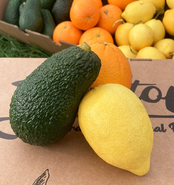 Frühstück mit Avocados: Paket Avocados, Zitronen und Orangen