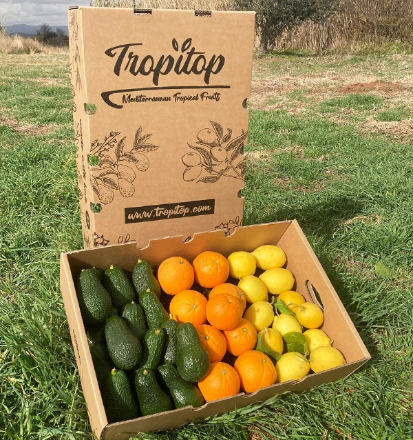 Frühstück mit Avocados: Paket Avocados, Zitronen und Orangen