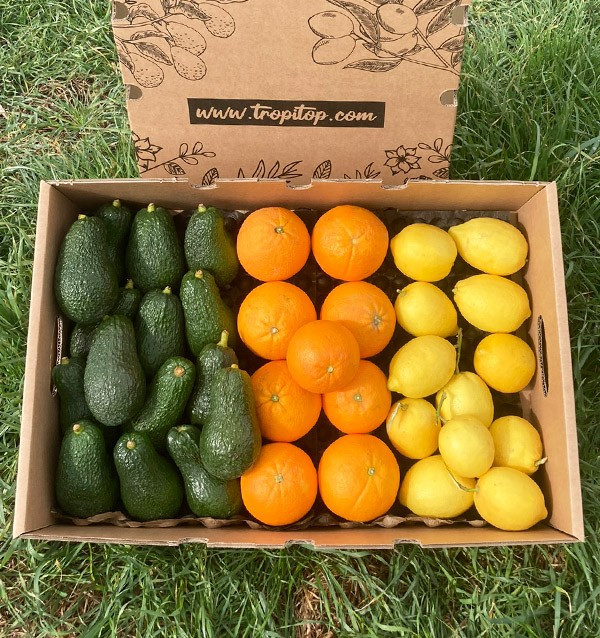 Frühstück mit Avocados: Paket Avocados, Zitronen und Orangen