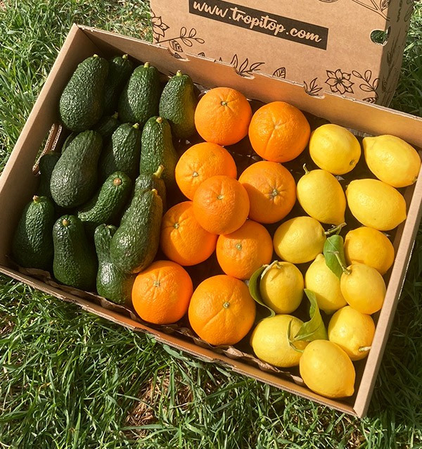 Frühstück mit Avocados: Paket Avocados, Zitronen und Orangen