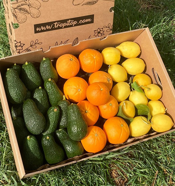 Frühstück mit Avocados: Paket Avocados, Zitronen und Orangen