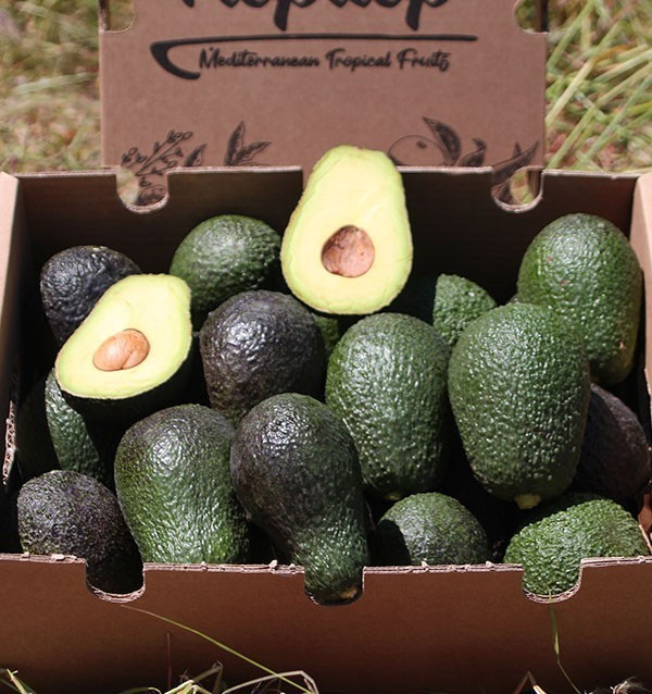 Acquista gli avocado online su Tropitop