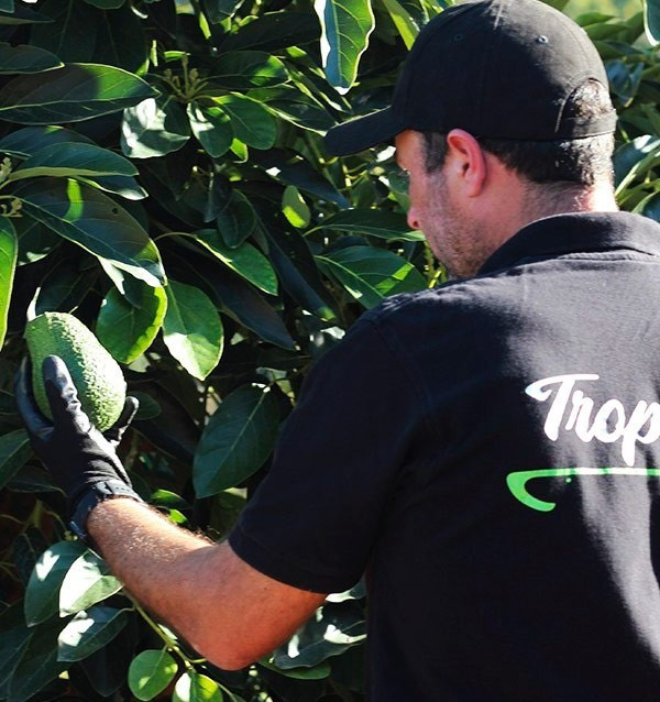 Avocats Hass et confiture de mangue