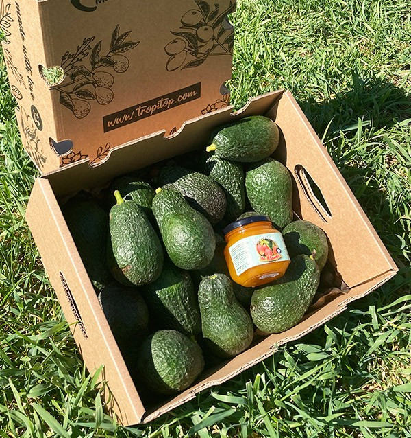 Hass-Avocados und Mango-Konfitüre | Bestellen aus Spanien - Tropitop
