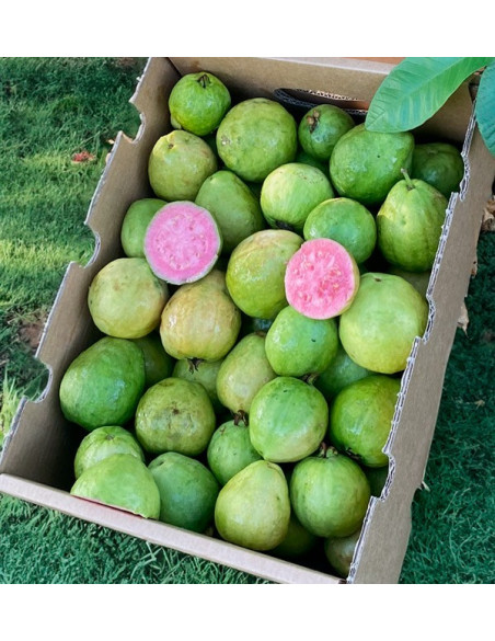 Acquista Guava Fresca Online | Guava dalla Spagna