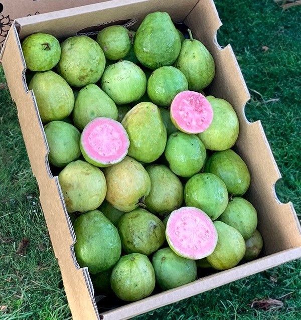 Comprar Guayaba Fresca Online | Guayaba de España