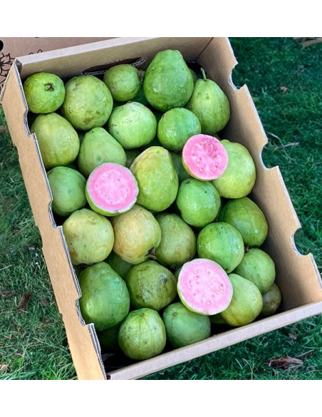 Acheter Goyave Fraîche en Ligne | Goyave d'Espagne