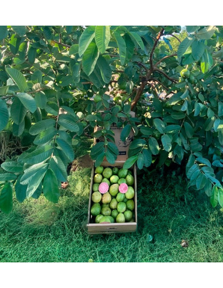 Comprar Goiaba Fresca Online | Goiaba da Espanha