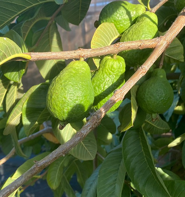Acquista Guava Fresca Online | Guava dalla Spagna
