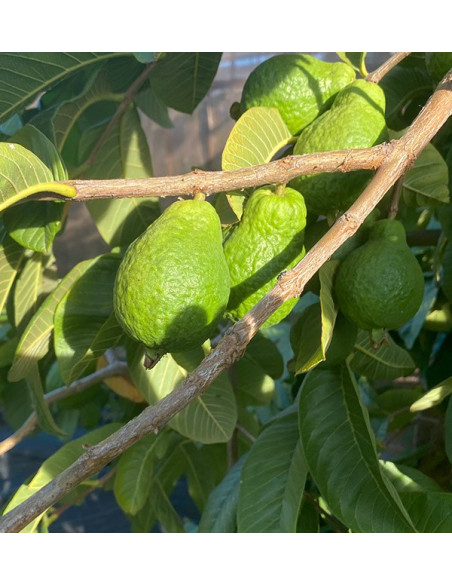 Comprar Guayaba Fresca Online | Guayaba de España