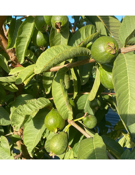 Buy Fresh Guava Online | Spanish Guava