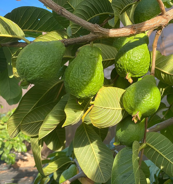 Frische Guave Online Kaufen | Guave aus Spanien