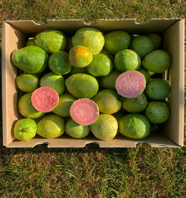 Comprar Goiaba Fresca Online | Goiaba da Espanha