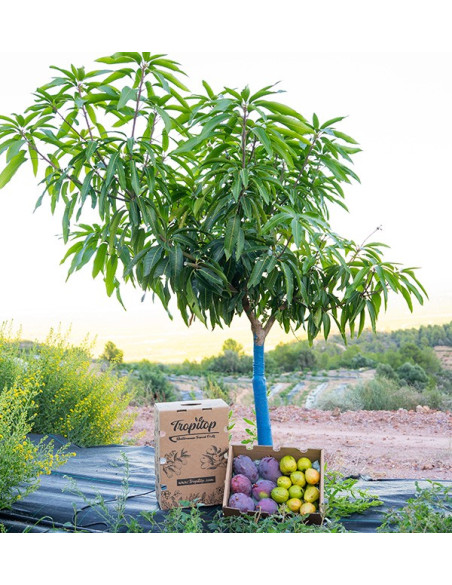 Guaven und Mangos kaufen