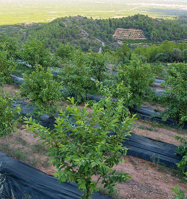Comprar Guayabas y Mangos