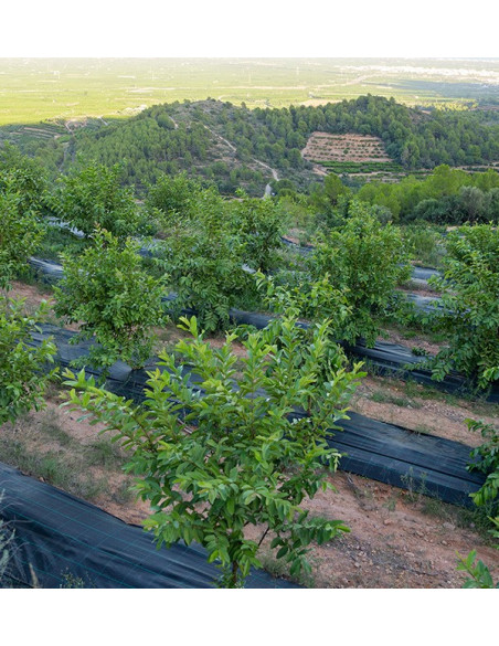 Acheter des Goyaves et des Mangues