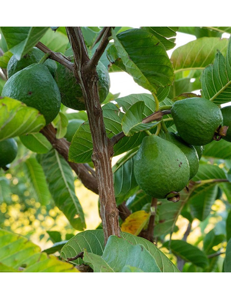 Comprar Guayabas y Mangos