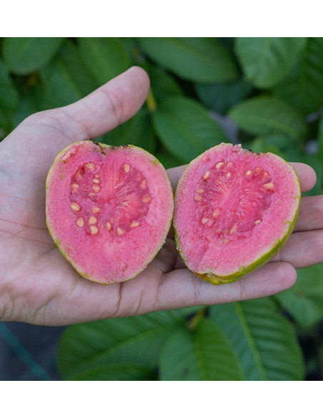 Guaven und Mangos kaufen